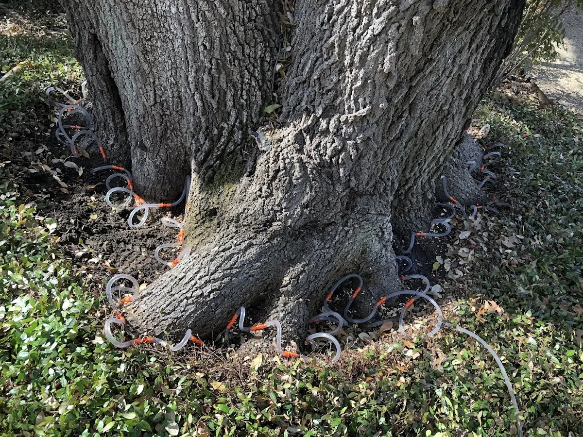 Detailed Tree Cabling and Bracing job site in Cartwright